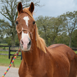 Fundraising Page: Aruba The Thoroughbred